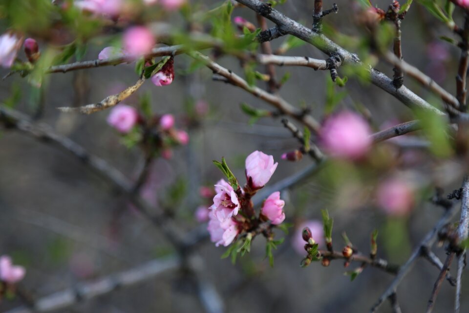 Nature bud blooming