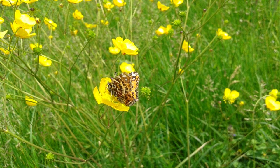Summer spring fly
