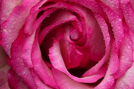 Rose rose bloom pink photo