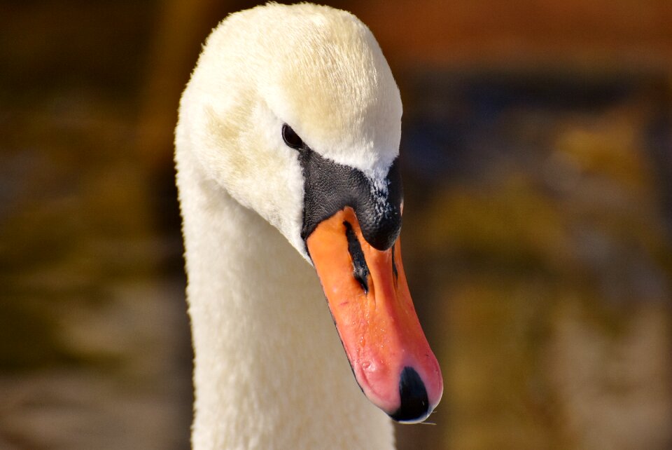 Plumage white beautiful