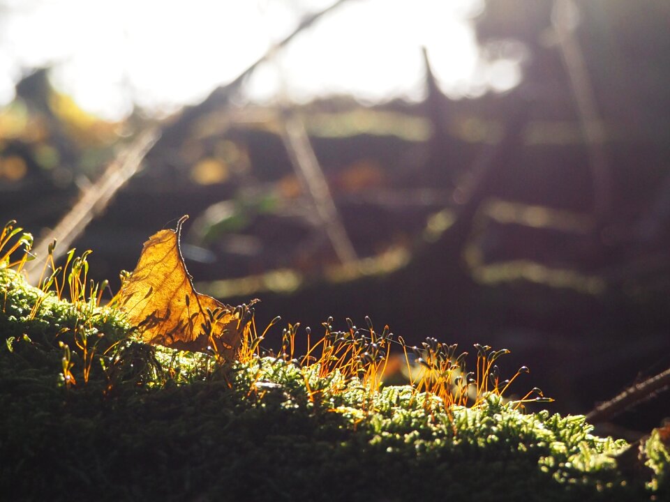 Nature green light
