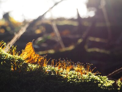 Nature green light
