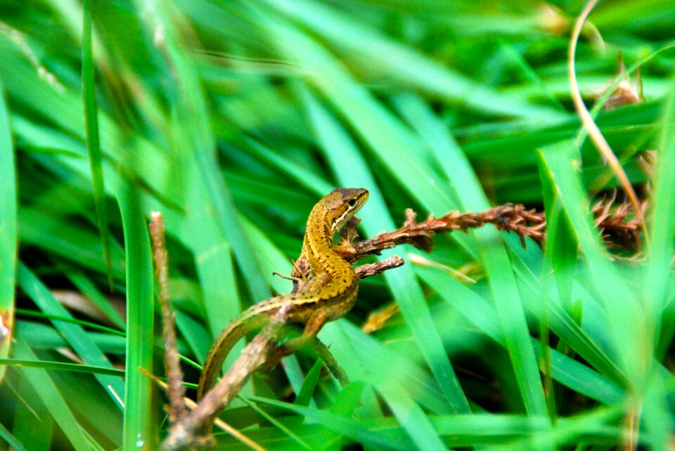 Animal wild wildlife