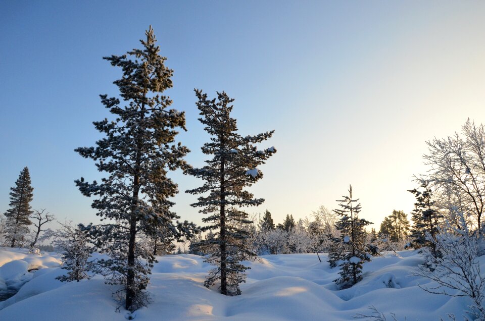 Frost wood ice