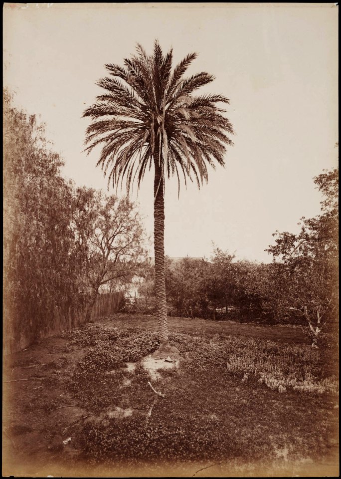 Palm Tree at San Gabriel Mission by Carleton E Watkins