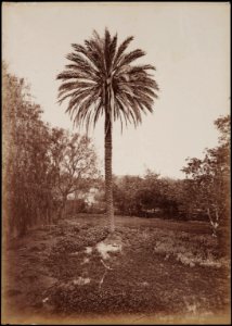 Palm Tree at San Gabriel Mission by Carleton E Watkins photo