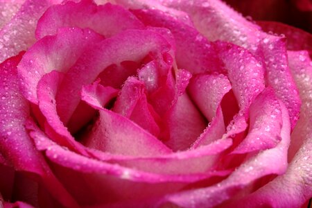Rose rose bloom pink