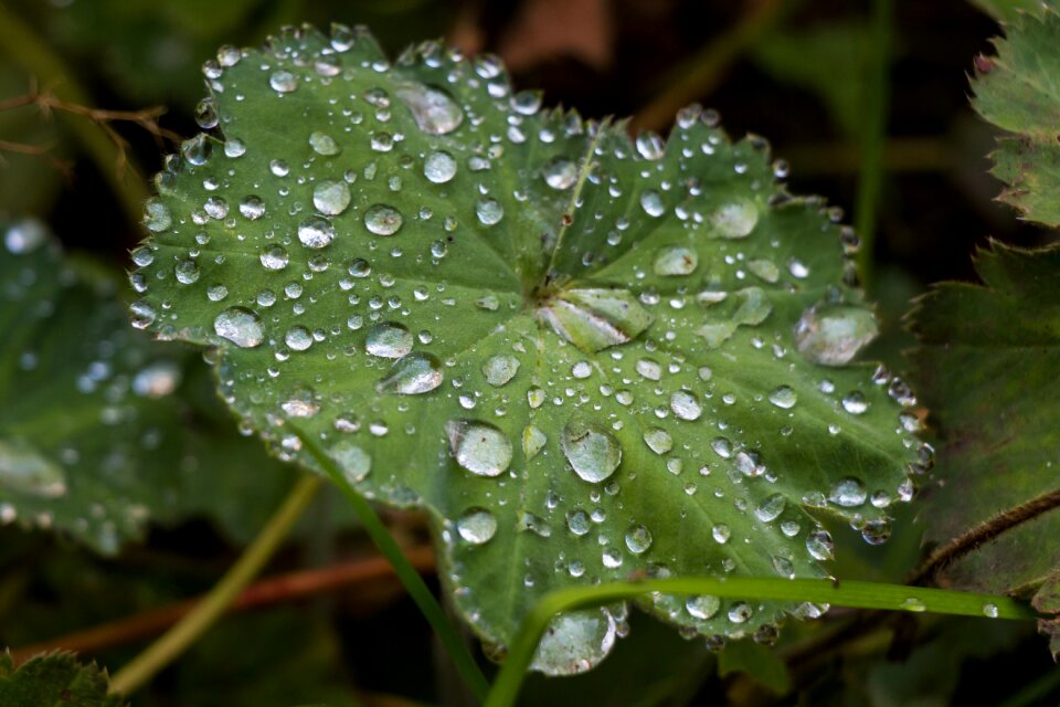 Macro close up green photo