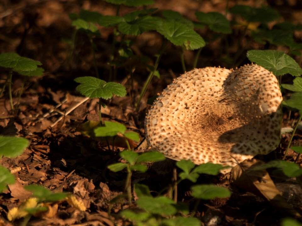 Forest mushrooms moist autumn mood