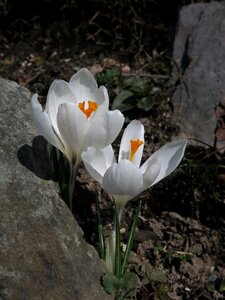 Nature plant white blossom