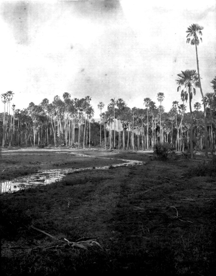 Palmskog nära Pilcomayofloden. Gran Chaco. Bolivia - SMVK - 004793