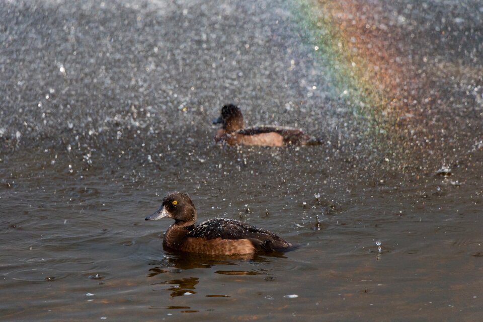 Animal water bird pond