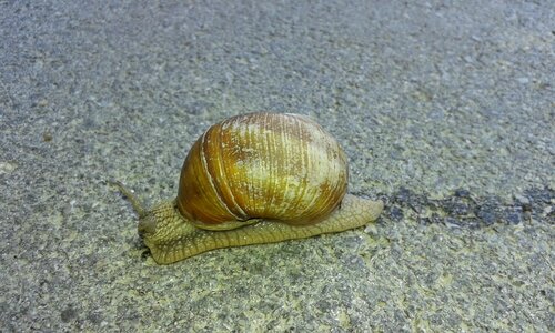 Shell slimy slime
