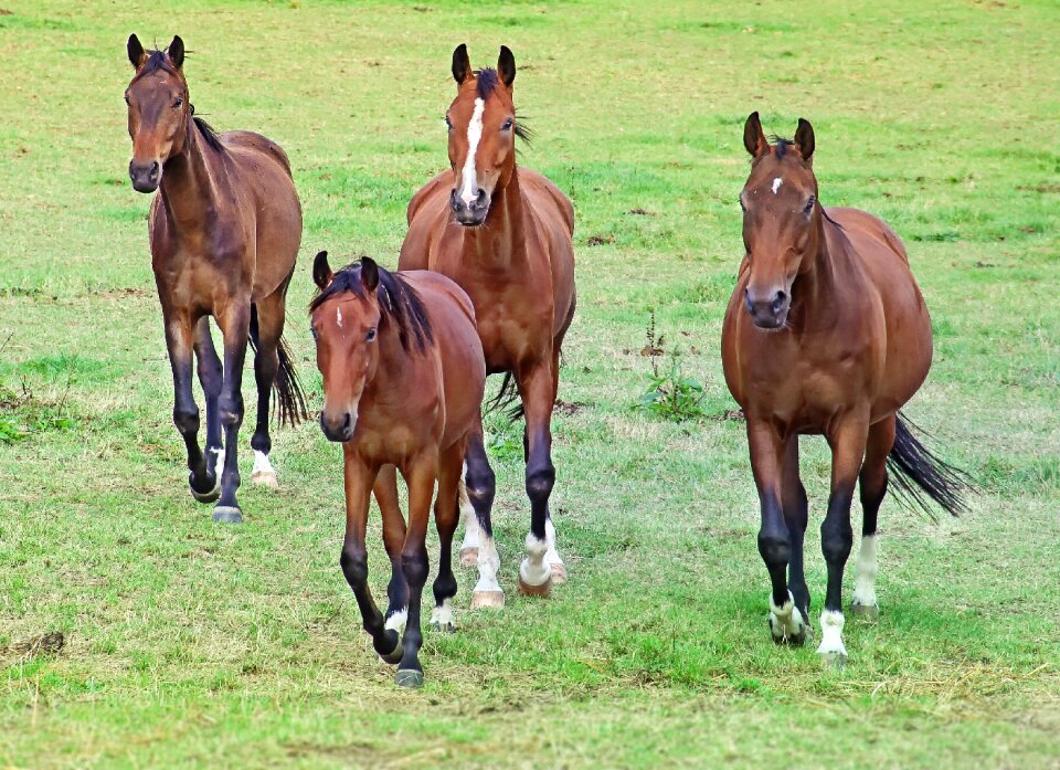 Horses fuchs gallop