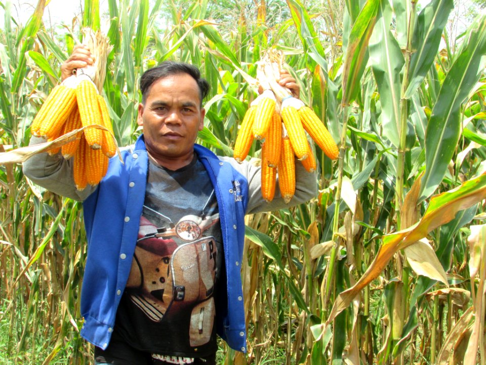 Pak Sayung dengan Bangga Menunjukkan Jagung yang Baru Dipanen di Kebunnya (38916187174)