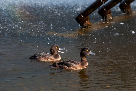 Animal water bird pond