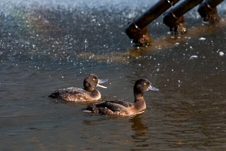 Animal water bird pond photo