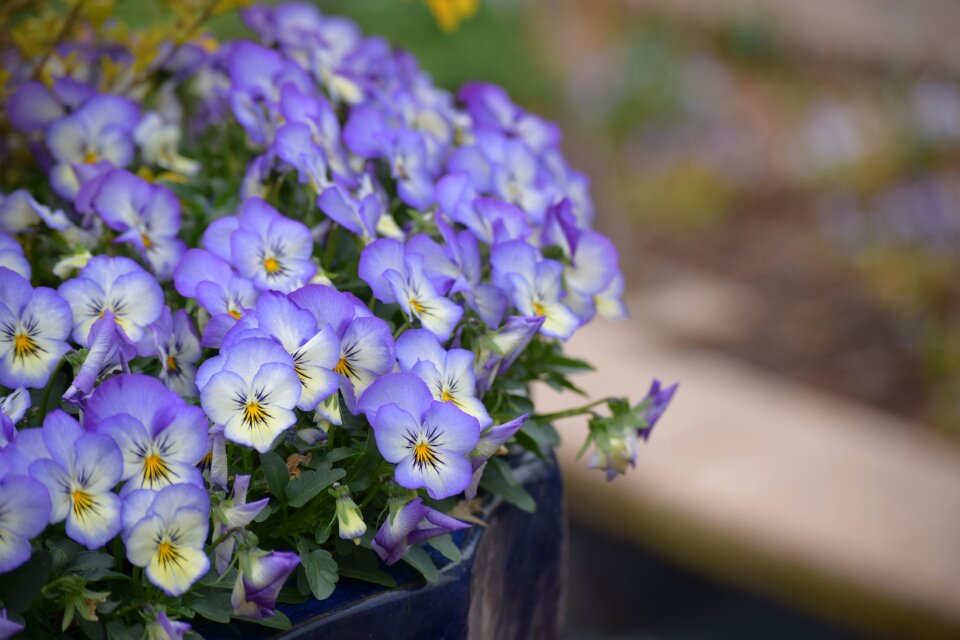 Nature lilac garden