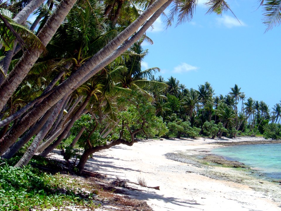 Palm trees hanging over a strip of coastal beach on Guam (line379033800)