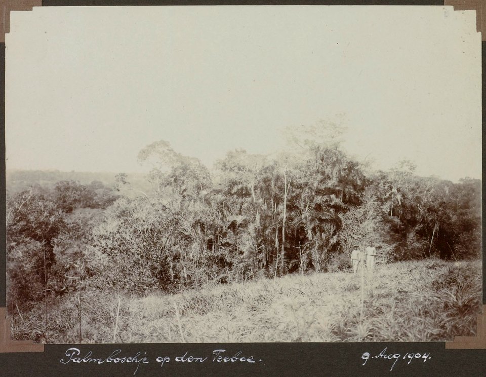Palmboschje op den Teeboe (9 Augustus 1904)