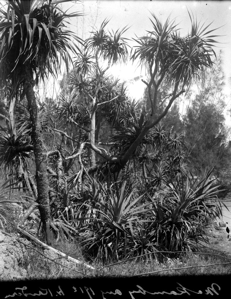 Pandanussnår i havsbandet vid öns norra udde. Île Mahakamby, Mahakamby. Madagaskar - SMVK - 022028