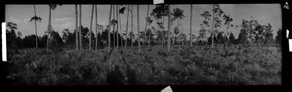 Palmettos and pines, Florida LCCN2017645748