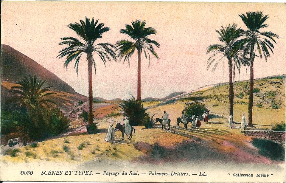 Palmiers-Dattiers 1920