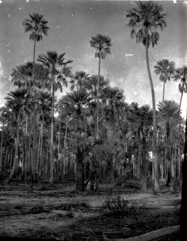 Palmskog vid Rio Pilcomayo (fotografititel, katalogkort). Höga palmträd. Rio Pilcomayo. Bolivia - SMVK - 004748
