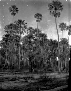 Palmskog vid Rio Pilcomayo (fotografititel, katalogkort). Höga palmträd. Rio Pilcomayo. Bolivia - SMVK - 004748
