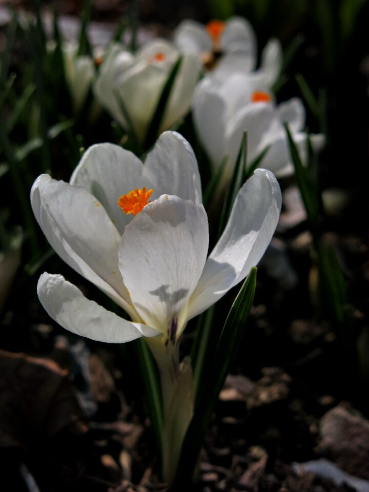 Nature plant white blossom