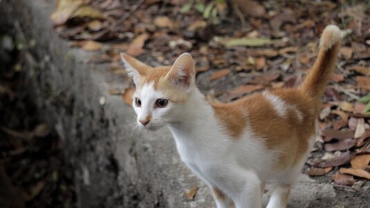Cat pet two color