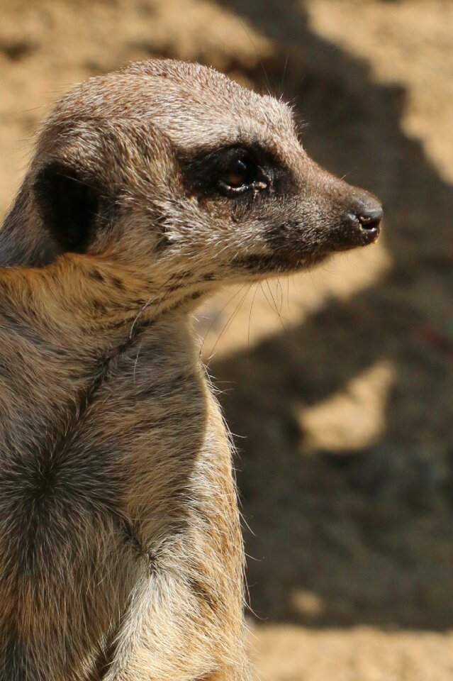 Wildlife mammal small