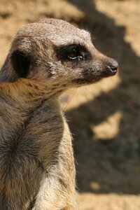 Wildlife mammal small