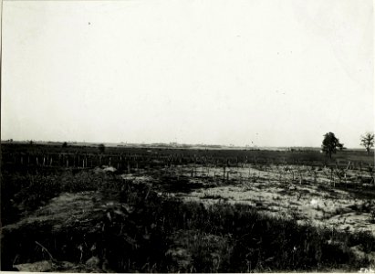 Panorama des russischen Vorfeldes zwischen Mniszkòw und Kolonie Jawòr. Im Vordergrund eigene Drahtverhaue. (BildID 15589909)