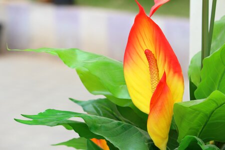 Yellow fresh florist