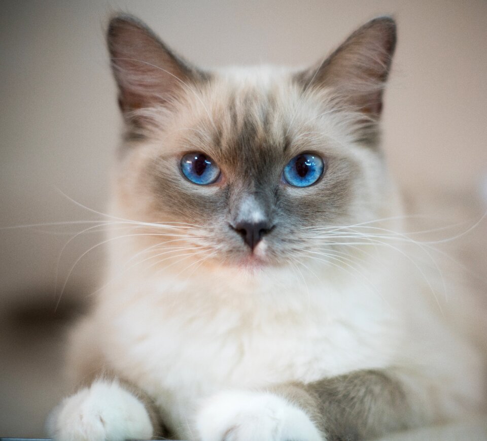 Blue eyes cat animal ragdoll