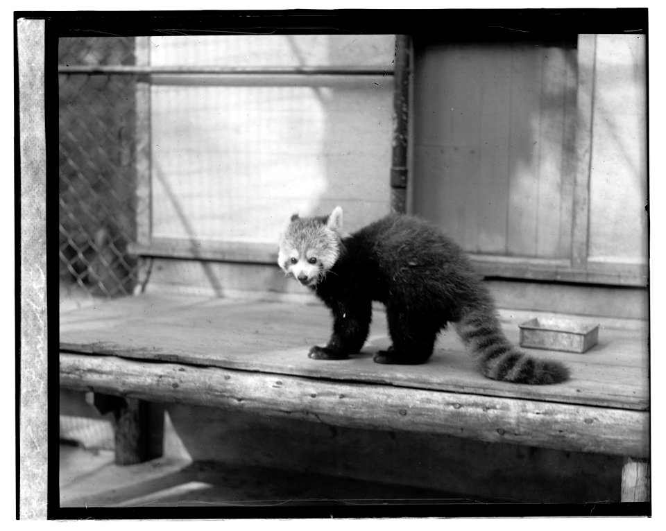 Panda LOC npcc.06183