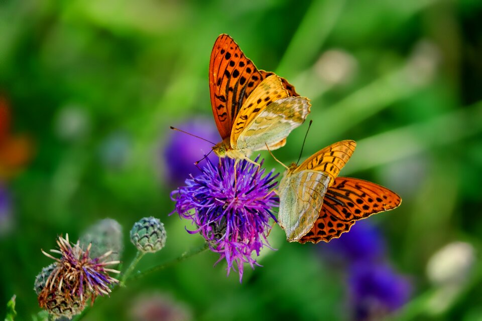 Fritillary insect flower