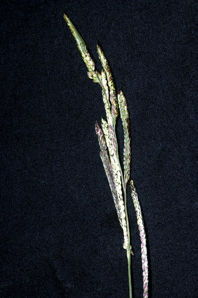 Panicum dichotomiflorum NRCS-002