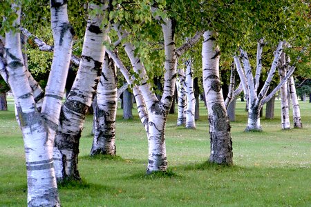 Birch tree landscape season photo