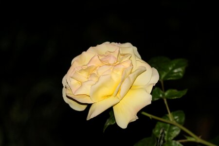 Rose black-and-bags becoming