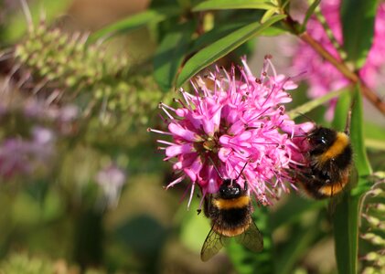 Bee flower flora