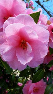 Seasonal pink flower