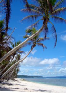 Palm trees overhanging a beach on Guam (line379837836)