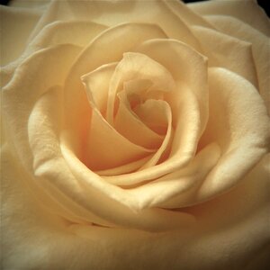 Love romance romantic