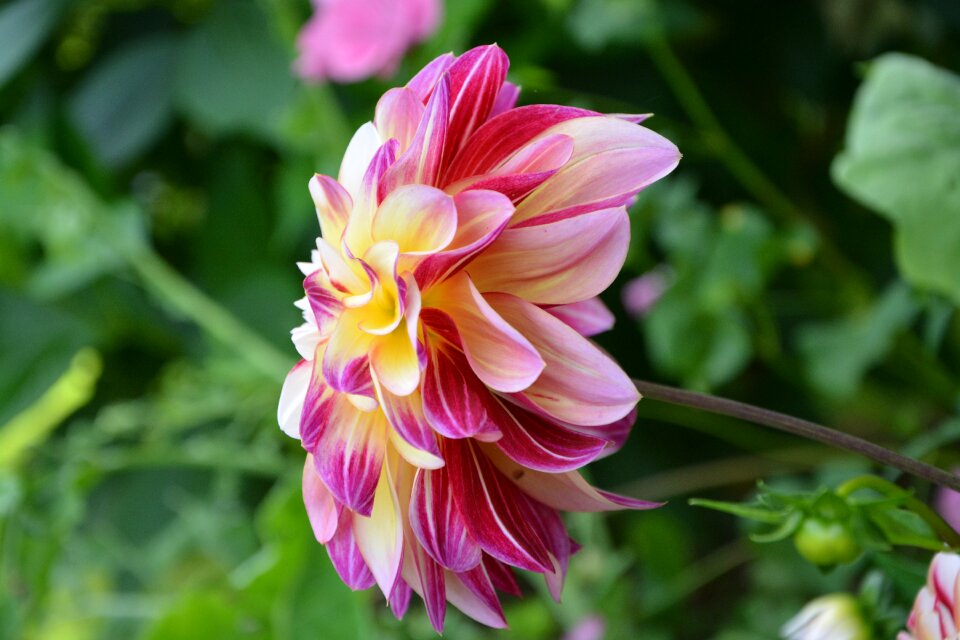 Fuchsia yellow rose petals