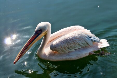Nature pink pelican creature photo
