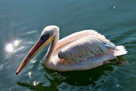 Nature pink pelican creature