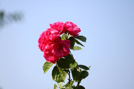 Rose the sky trails