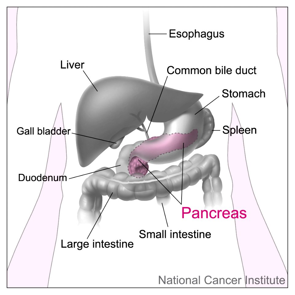 Pancreas and nearby organs